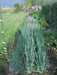 Bunching Onion SEEDS "Ishikura Improve" Asian Vegetables - Caribbean garden seed