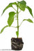 Bull horn Pepper PLANT. Italian Sweet Pepper, Heirloom , - Caribbean garden seed