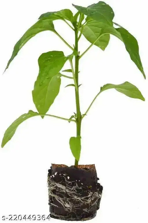 Bull horn Pepper PLANT. Italian Sweet Pepper, Heirloom , - Caribbean garden seed
