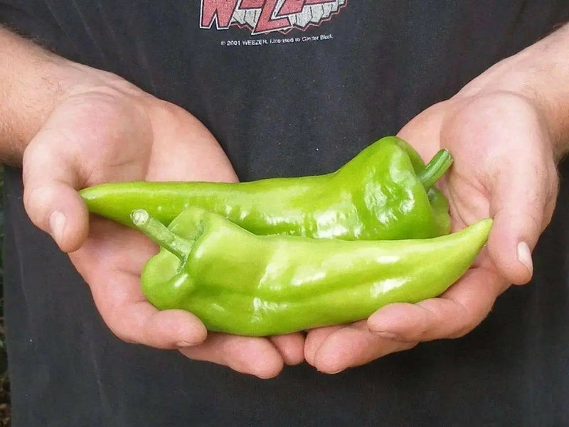 Bull horn Pepper PLANT. Italian Sweet Pepper, Heirloom , - Caribbean garden seed