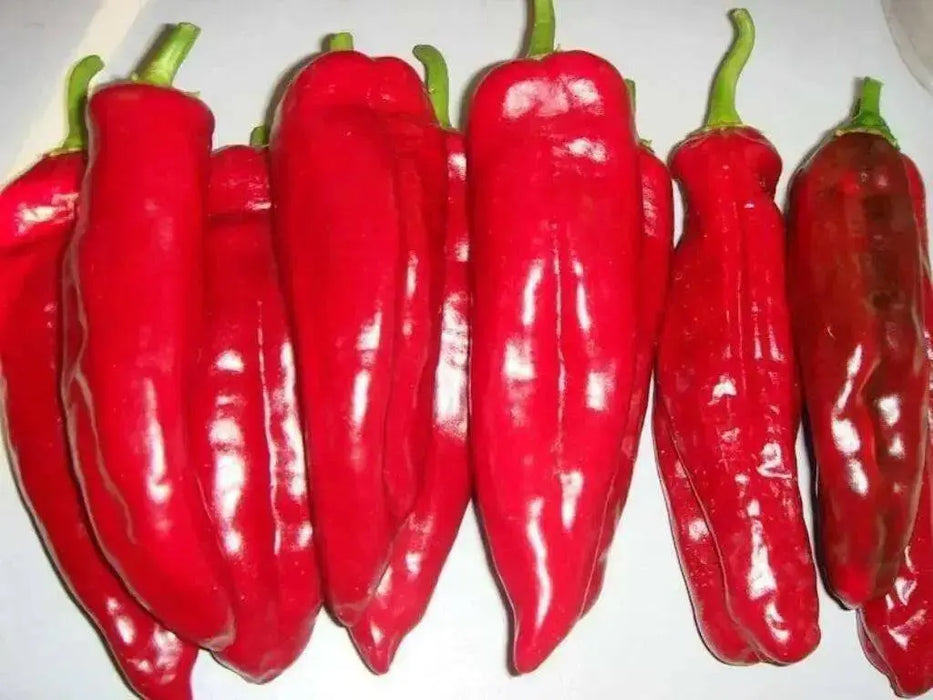 Bull horn Pepper PLANT. Italian Sweet Pepper, Heirloom , - Caribbean garden seed