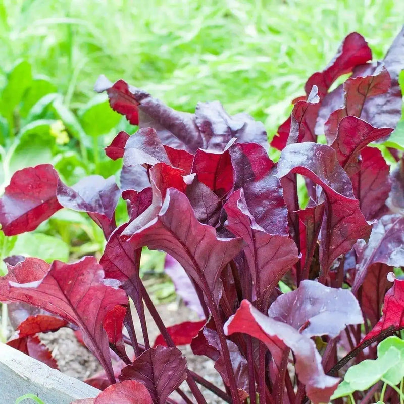BULL'S BLOOD BEETS SEED, Vegetable , salad or microgreens. - Caribbean garden seed