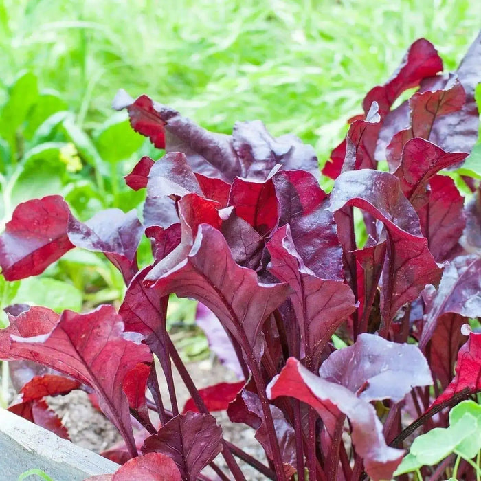 BULL'S BLOOD BEETS SEED, Vegetable , salad or microgreens. - Caribbean garden seed