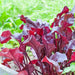 BULL'S BLOOD BEETS SEED, Vegetable , salad or microgreens. - Caribbean garden seed