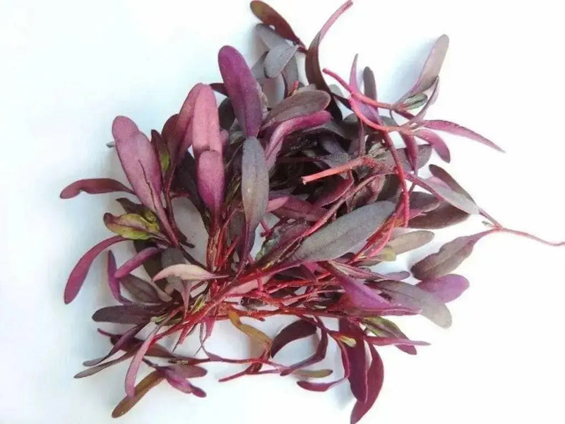BULL'S BLOOD BEETS SEED, Vegetable , salad or microgreens. - Caribbean garden seed
