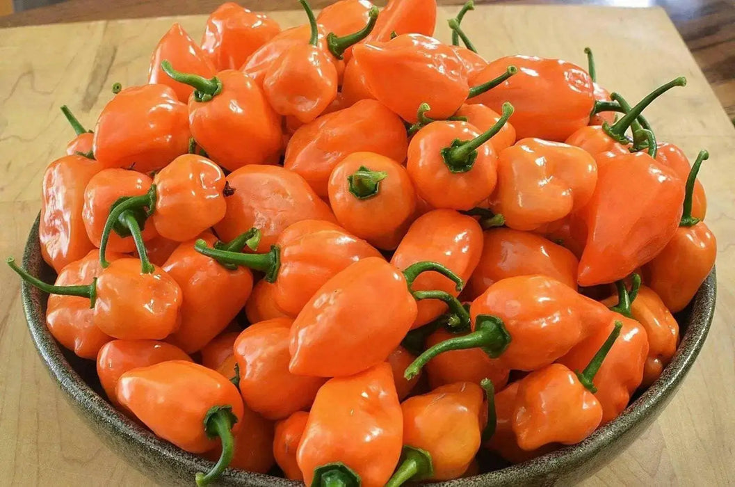 Burning bush Pepper Seeds, Capsicum chinense , Hot. - Caribbean garden seed