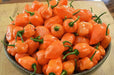 Burning bush Pepper Seeds, Capsicum chinense , Hot. - Caribbean garden seed