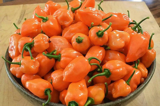 Burning bush Pepper Seeds, Capsicum chinense , Hot. - Caribbean garden seed