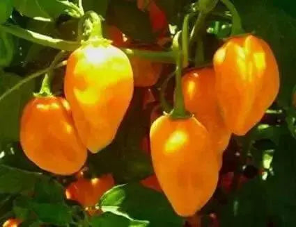 Burning bush Pepper Seeds, Capsicum chinense , Hot. - Caribbean garden seed