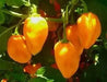 Burning bush Pepper Seeds, Capsicum chinense , Hot. - Caribbean garden seed