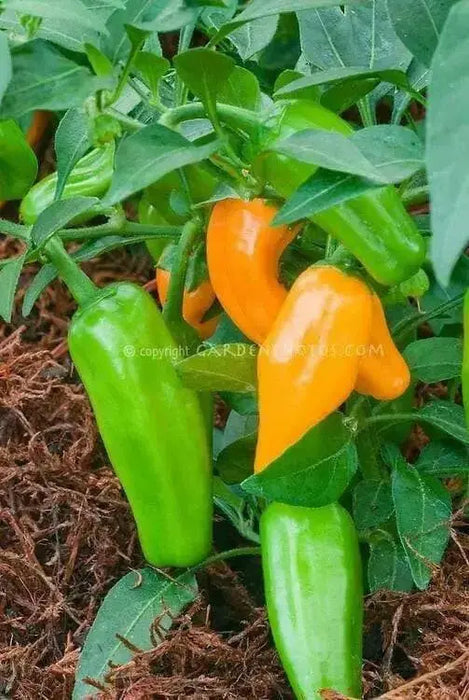 Burning bush Pepper Seeds, Capsicum chinense , Hot. - Caribbean garden seed