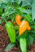 Burning bush Pepper Seeds, Capsicum chinense , Hot. - Caribbean garden seed