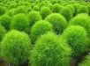 Burning Bush, Kochia Trichophylla , Grass Seeds, Summer Cypress ,foliage - Caribbean garden seed