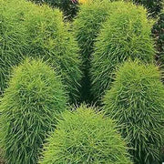 Burning Bush, Kochia Trichophylla , Grass Seeds, Summer Cypress ,foliage - Caribbean garden seed