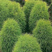 Burning Bush, Kochia Trichophylla , Grass Seeds, Summer Cypress ,foliage - Caribbean garden seed