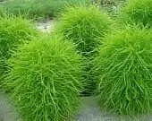 Burning Bush, Kochia Trichophylla , Grass Seeds, Summer Cypress ,foliage - Caribbean garden seed