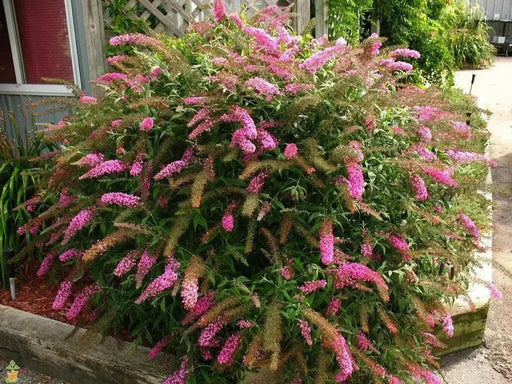 Buddleia ‘Pink Delight’ BUTTERFLY BUSH  (1 Plant)Perennial Shrub - Caribbean garden seed