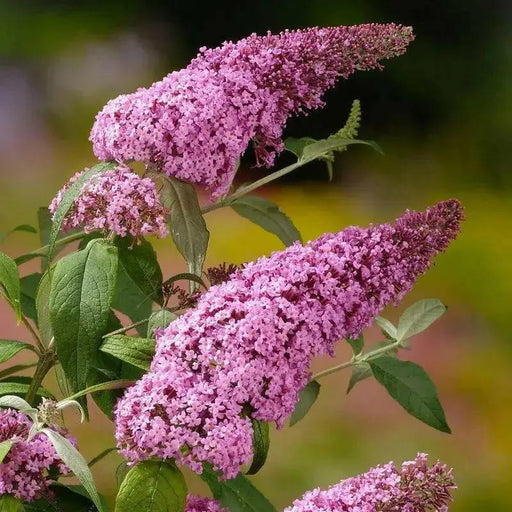 Buddleia ‘Pink Delight’ BUTTERFLY BUSH  (1 Plant)Perennial Shrub - Caribbean garden seed