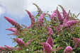 Buddleia ‘Pink Delight’ BUTTERFLY BUSH  (1 Plant)Perennial Shrub - Caribbean garden seed