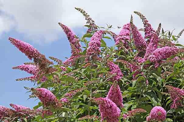 Buddleia ‘Pink Delight’ BUTTERFLY BUSH  (1 Plant)Perennial Shrub - Caribbean garden seed