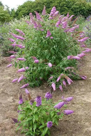 Buddleia ‘Pink Delight’ BUTTERFLY BUSH  (1 Plant)Perennial Shrub - Caribbean garden seed