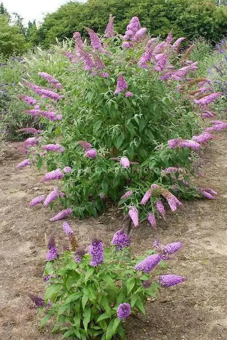 Buddleia ‘Pink Delight’ BUTTERFLY BUSH  (1 Plant)Perennial Shrub - Caribbean garden seed
