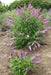 Buddleia ‘Pink Delight’ BUTTERFLY BUSH  (1 Plant)Perennial Shrub - Caribbean garden seed