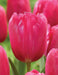 burgundy lace tulip bulbs, Shipping now! - Caribbean garden seed