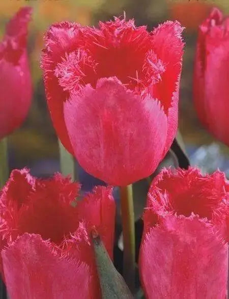 burgundy lace tulip bulbs, Shipping now! - Caribbean garden seed