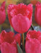burgundy lace tulip bulbs, Shipping now! - Caribbean garden seed