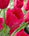 burgundy lace tulip bulbs, Shipping now! - Caribbean garden seed
