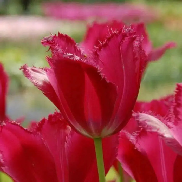 burgundy lace tulip bulbs, Shipping now! - Caribbean garden seed