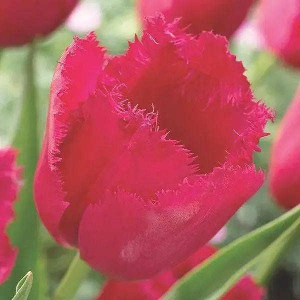 burgundy lace tulip bulbs, Shipping now! - Caribbean garden seed