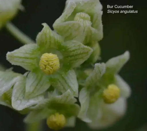 bur cucumber  seeds( Sicyos Angulatusr )Rare vene - Caribbean garden seed