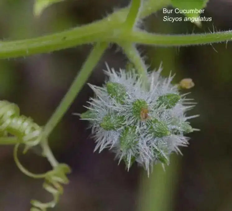 bur cucumber  seeds( Sicyos Angulatusr )Rare vene - Caribbean garden seed