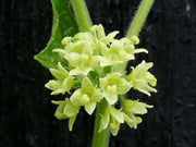 bur cucumber  seeds( Sicyos Angulatusr )Rare vene - Caribbean garden seed
