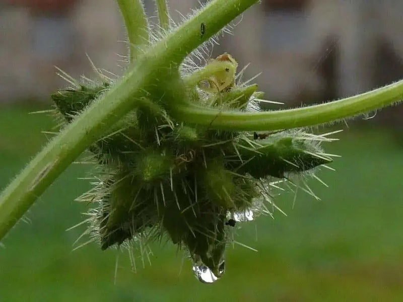 bur cucumber  seeds( Sicyos Angulatusr )Rare vene - Caribbean garden seed