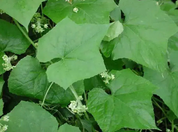 bur cucumber  seeds( Sicyos Angulatusr )Rare vene - Caribbean garden seed