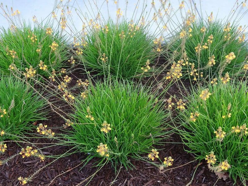 Bulbine frutescens ( live Starter Plant) Perennial succulent - Caribbean garden seed