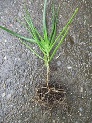 Bulbine frutescens ( live Starter Plant) Perennial succulent - Caribbean garden seed