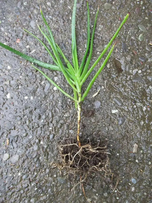 Bulbine frutescens ( live Starter Plant) Perennial succulent - Caribbean garden seed