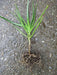 Bulbine frutescens ( live Starter Plant) Perennial succulent - Caribbean garden seed