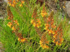 Bulbine frutescens ( live Starter Plant) Perennial succulent - Caribbean garden seed