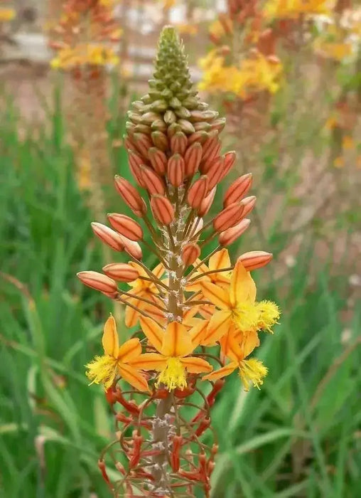 Bulbine frutescens ( live Starter Plant) Perennial succulent - Caribbean garden seed