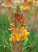 Bulbine frutescens ( live Starter Plant) Perennial succulent - Caribbean garden seed
