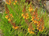 Bulbine frutescens ( live Starter Plant) Perennial succulent - Caribbean garden seed