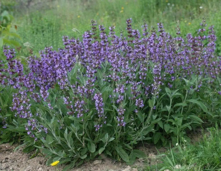 Broadleaf Sage  Seeds (Salvia Officinalis ) Perennial Herb - Caribbean garden seed