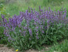 Broadleaf Sage  Seeds (Salvia Officinalis ) Perennial Herb - Caribbean garden seed