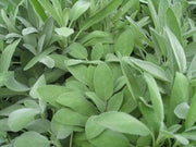 Broadleaf Sage  Seeds (Salvia Officinalis ) Perennial Herb - Caribbean garden seed