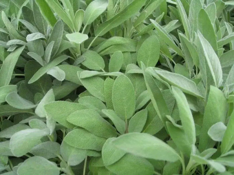 Broadleaf Sage  Seeds (Salvia Officinalis ) Perennial Herb - Caribbean garden seed